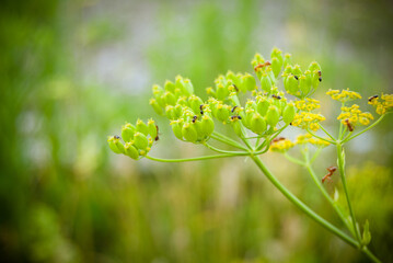 Rural wildflower in macro close up