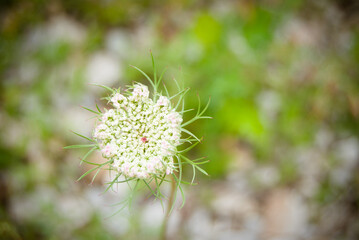 Rural wildflower in macro close up