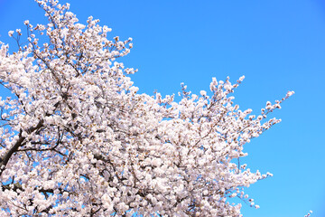 桜の花