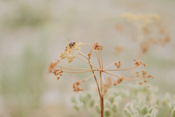 Rural wildflower in macro close up