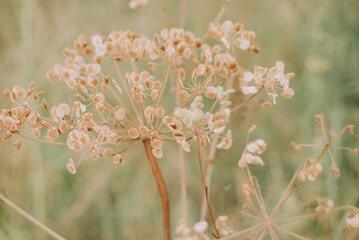 Fototapeta na wymiar Rural wildflower in macro close up