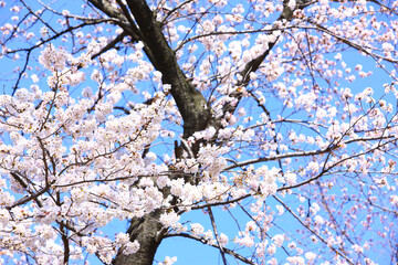 Obraz premium 桜の花
