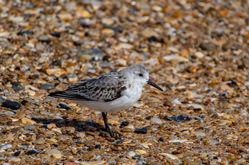 Sanderling Facing Right
