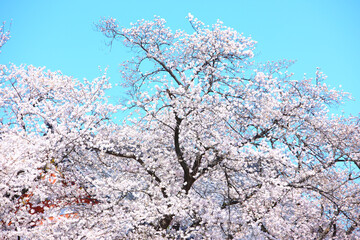 桜の花
