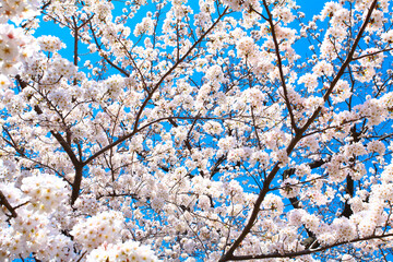 桜の花