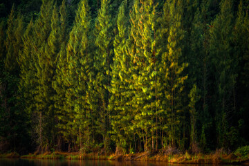 Natural high angle panoramic background With an atmosphere surrounded by mountains and trees, with a blurred wind, cool