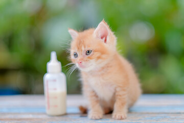 A small red kitten eats baby food from a bottle sitting on a wooden table with blurred background.