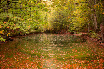 It is a small lake with a magnificent view with the red leaves falling on it in autumn. A great nature view and wallpaper concept.