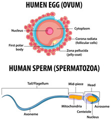 Human Egg or Ovum structure and Human Sperm or Spermatazoa for health education infographic