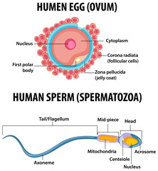 Human Egg or Ovum structure and Human Sperm or Spermatazoa for health education infographic