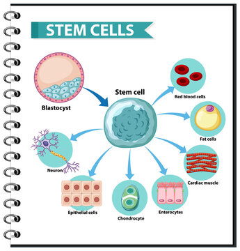 Illustration of the Human Stem Cell Applications on a white background