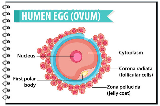 Human Egg or Ovum structure for health education infographic