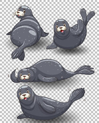 Set of seal cartoon transparent background