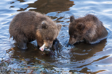 Two Kamchatka brown bear cubs fishing red salmon fish in river during spawning, eat it while standing in water. Wild animals children in natural habitat. Kamchatka Peninsula, Russian Far East, Eurasia