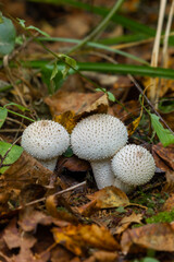 Mushroom Raincoat - a genus of mushrooms of the champignon family; formerly belonged to the raincoat family