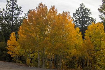 Naklejka premium Fall 2020 along Marshall Pass