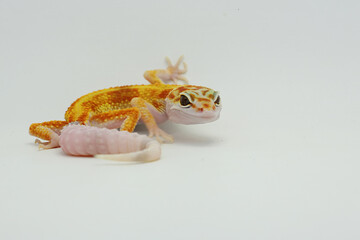A leopard gecko (Eublepharis macularius) is posing in a distinctive style.