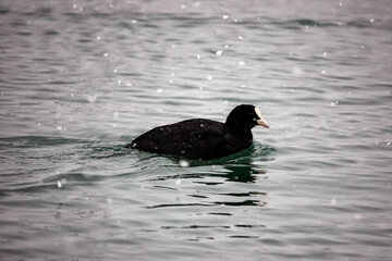 Black coot duck swims on the waves of the Black Sea in winter. Snowing.