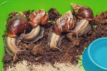 Achatina snails in the terrarium