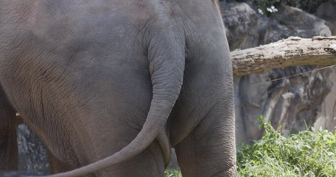 The back of the elephant while tourist feeding at the zoo, slow motion shot. Asian elephant