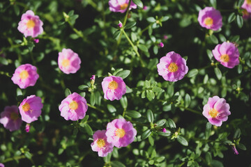 pink flowers in the garden