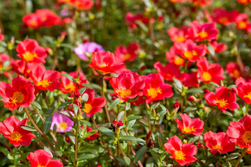 Beautiful pink garden flowers background picture