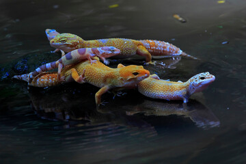 A group of leopard geckos is resting.