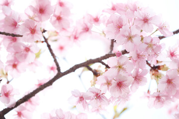 河津桜