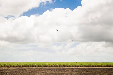 green field and blue sky