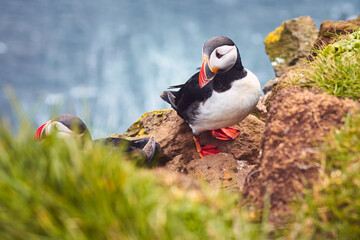 Atlantic Puffin bird, beautiful vibrant close-up portrait, Horned Puffin also known as Fratercula, nesting on a cliff of Latrabjarg Cape, Vestfirdir, Iceland.
