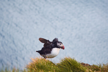 Atlantic Puffin bird, beautiful vibrant close-up portrait, Horned Puffin also known as Fratercula, nesting on a cliff of Latrabjarg Cape, Vestfirdir, Iceland.