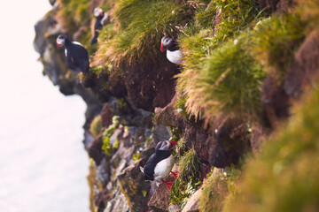 Atlantic Puffin bird, beautiful vibrant close-up portrait, Horned Puffin also known as Fratercula,...