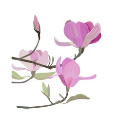 マグノリア　 木蓮の花