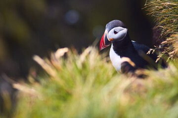 Atlantic Puffin bird, beautiful vibrant close-up portrait, Horned Puffin also known as Fratercula, nesting on a cliff of Latrabjarg Cape, Vestfirdir, Iceland.
