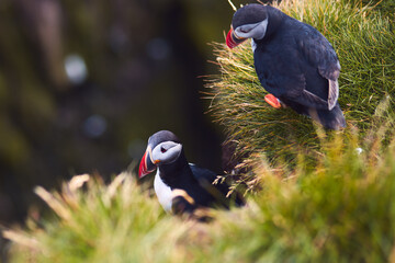 Atlantic Puffin bird, beautiful vibrant close-up portrait, Horned Puffin also known as Fratercula, nesting on a cliff of Latrabjarg Cape, Vestfirdir, Iceland.