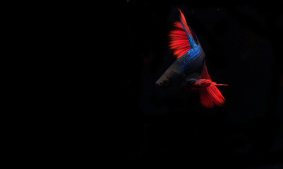 Beautiful Blue and Red Beta fish, at Black background