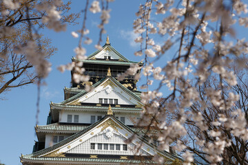 Fototapeta premium 大阪城の天守閣と桜