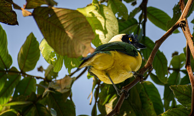 chara verde posterior