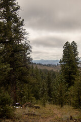 Buffalo Creek Fall 2020