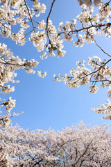 大阪城公園の桜
