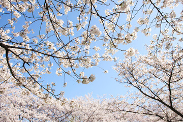 大阪城公園の桜
