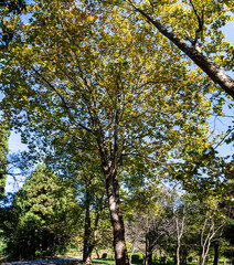 樹木公園の風景