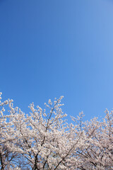 大阪城公園の桜