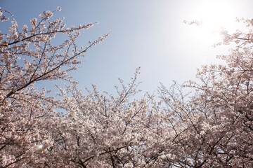 大阪城公園の桜