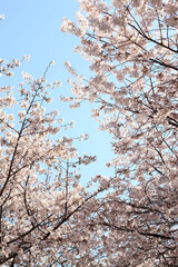 大阪城公園の桜