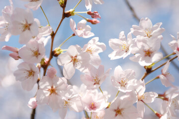 Fototapeta premium 大阪城公園の桜