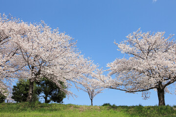 Obraz na płótnie Canvas 大阪、淀川河川敷の桜並木