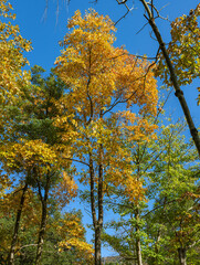 Fototapeta premium 樹木公園の風景