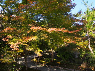 Kyoto at the beginning of the fall foliage season, Autumn leaves, Hogon-in Temple, Kyoto, Japan