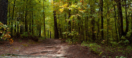 path in the woods forest 